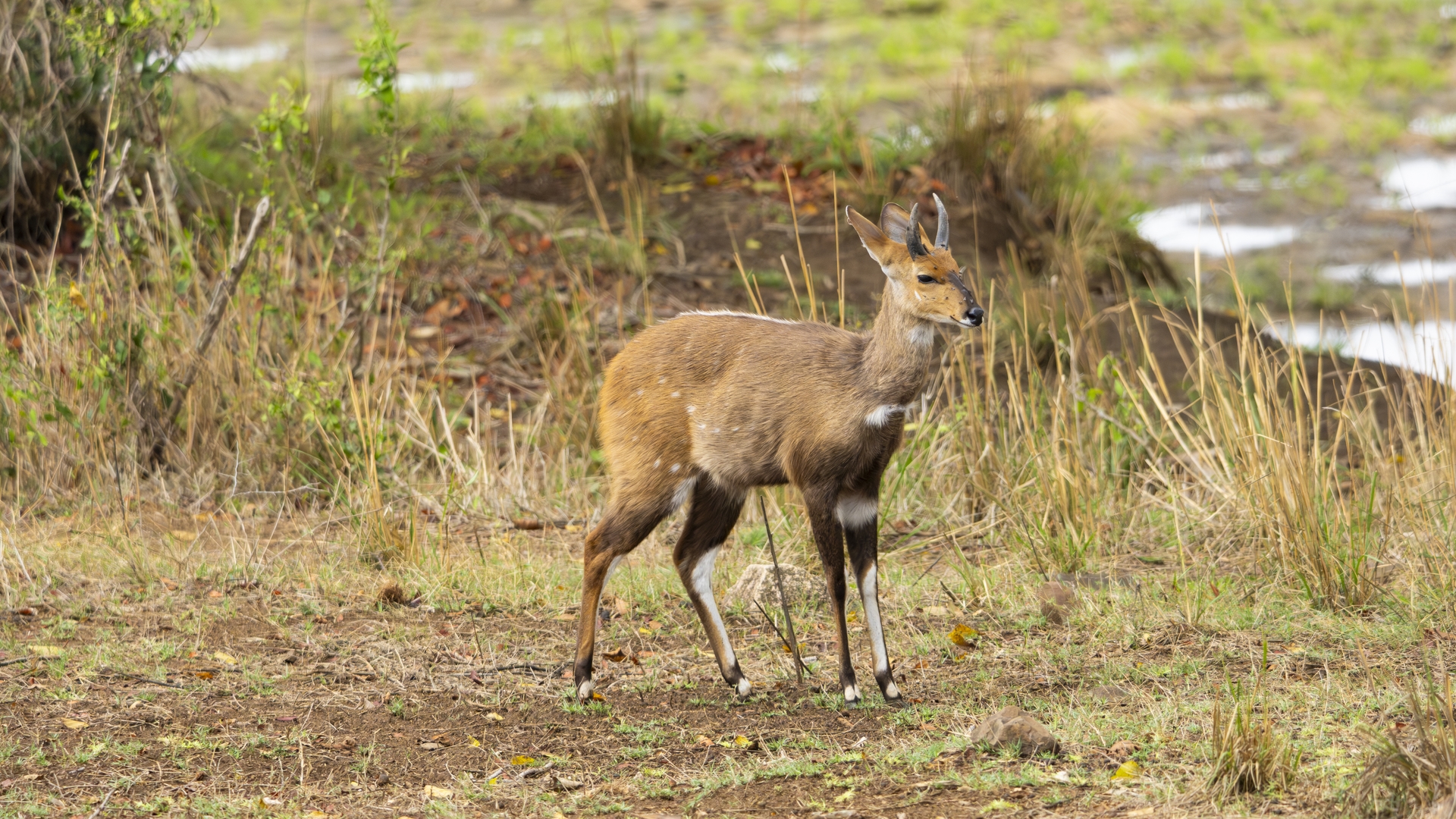 Kruger25 2025 10 31 09 05 48 ILCE 1M2 931